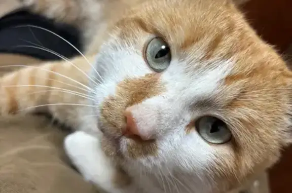 Потерянные животные Колпашево, фото: Пропал кот, Сибирская улица, 20, Колпашево - рыжий с белой мордочкой