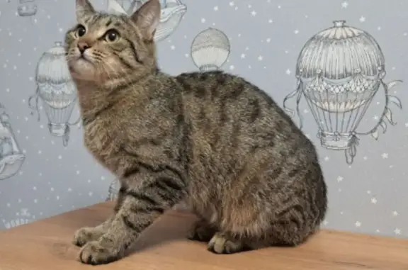 Найдена кошка, Ярославль, фото: Найден кот, улица Серго Орджоникидзе, 37 к2, Ярославль - ухоженный, ласковый