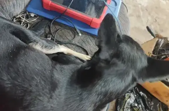 Найдена собака, Волгоград, фото: Найдена собака, Волгоград, Волгоградская область - маленькая наглая девочка