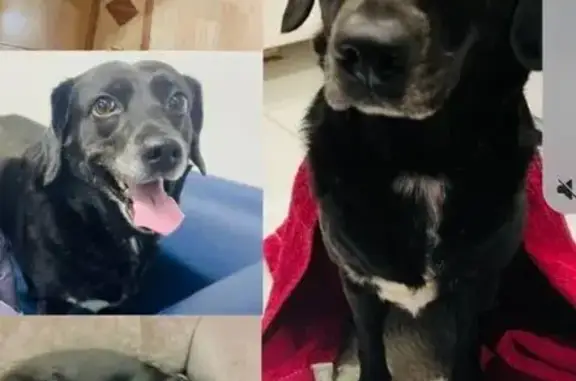 Пропала собака, Центральная улица, 8, Черников - чёрная с белой грудкой - photo