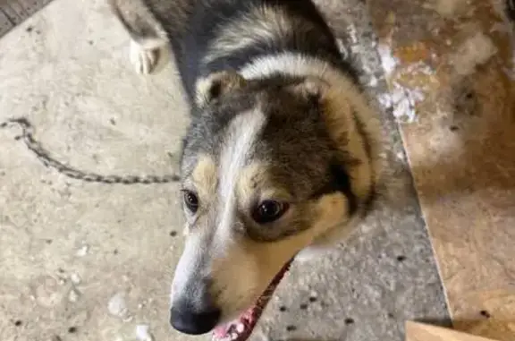 Найденные животные Романовка, фото: Найдена собака, девочка, 41К-010, Романовка