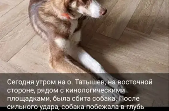 Пропала собака, Красноярск, Красноярский край - photo