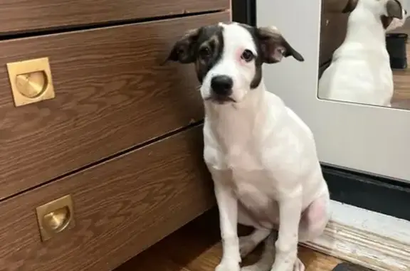 Найдена собака, Иркутск, фото: Найдена собака, девочка, остановка энергетиков, Иркутск