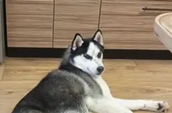 Найдена собака, Самара, фото: Найден собака, улица Гагарина, 118, Самара - хаски, без ошейника