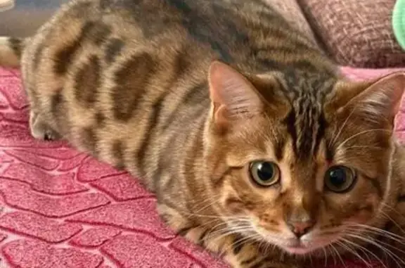 Пропал кот, улица Субботина, 131, Троицк - бенгальский, 8 месяцев - photo