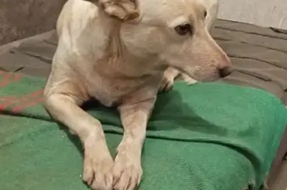 Пропала собака, Воронежская улица, 19, городской округ Тамбов - бело-рыжая, пугливая - photo