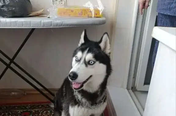 Найдена собака, Пермь, фото: Найдена собака, 2-я Баранчинская улица, Пермь - строгий ошейник без поводка