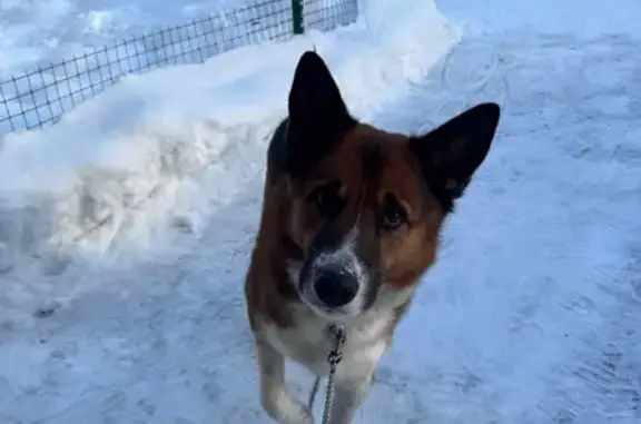 Найдена собака, Ярославль, фото: Найден собака, улица Карла Либкнехта, 53Б, Ярославль - с ошейником и цепочкой