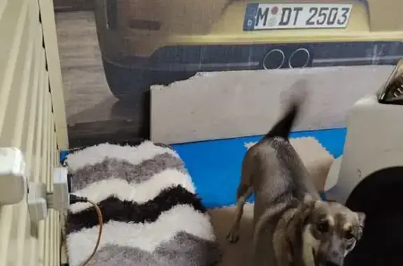 Пропала собака, Техническая улица, Полысаево - в красном ошейнике - photo