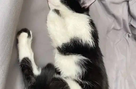 Найдена кошка, Пермь, фото: Найдена кошка, улица Липатова, 11, Пермь - очень ласковая