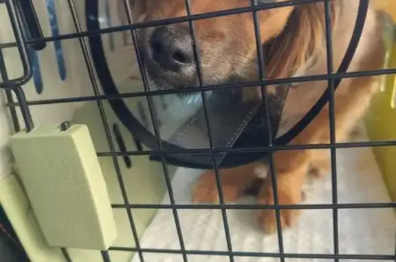 Найдена собака, Красноярск, фото: Найден собака, Красноярск - маленький, рыжий