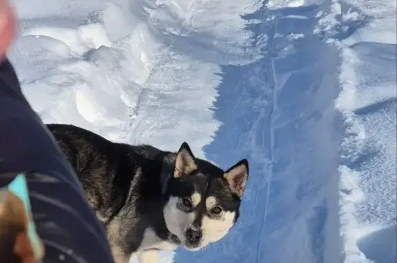 Найдена собака, Пенза, фото: Найдена собака, улица Антонова, городской округ Пенза