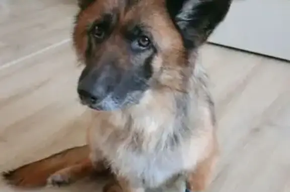 Пропала собака, Кабицыно, Калужская область - лысоватая спина - photo