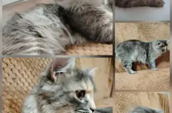 Найдена кошка, Пионерская улица, 8, Новочебоксарск - забилась под капот во время грозы - photo