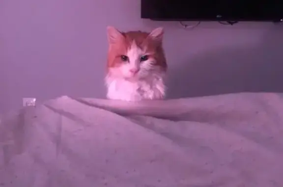 Найдена кошка, Самара, фото: Найдена кошка, мужской пол, Солнечная улица, Самара - необычный разрез глаз