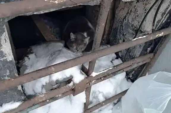Найдена кошка, Пермь, фото: Найдена кошка, шоссе Космонавтов, 203, Пермь - пепельный цвет с белыми пятнами