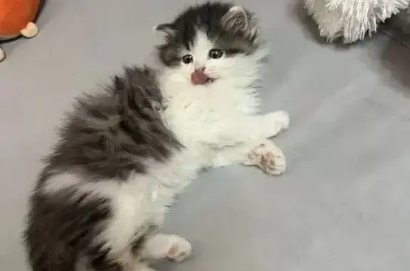 Пропала кошка, улица Нахимова, 5, Челябинск - пушистая бело-чёрная, ручная и ласковая - photo