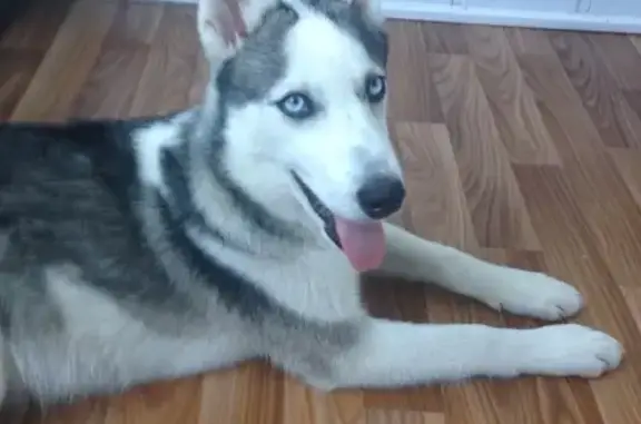 Пропал собака, 1-я Луговая улица, 3, Ростов-на-Дону - сорвался с поводка - photo