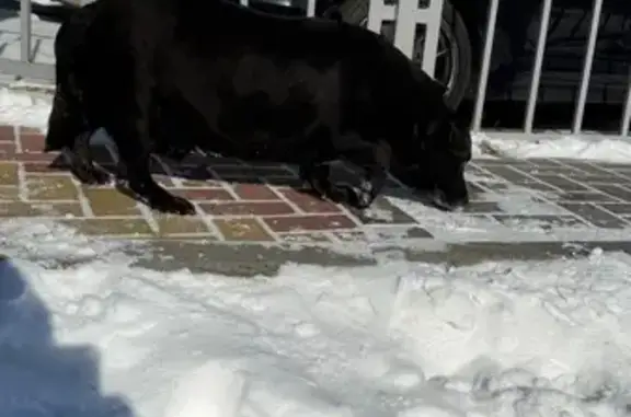 Найдена собака, Ростов-на-Дону, фото: Найден собака, мужской, 20-я улица, 49, Ростов-на-Дону - черный кобель на коротких лапах