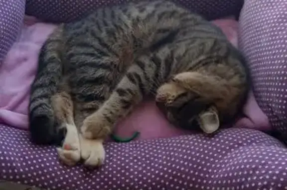 Найдена кошка, Москва, фото: Найден кот, Красная площадь, Москва - около Пятерочки