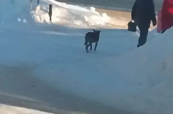 Найденные животные Новосибирск, фото: Найдена собака, улица Ползунова, Новосибирск - ошейник тёмного цвета