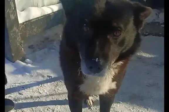 Найдена собака, Чехов, фото: Найдена собака, кобель, Советская улица, Чехов - ухоженный и общительный