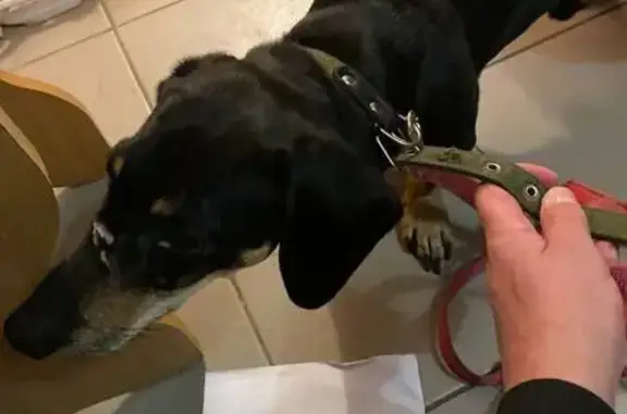 Найденные животные Новосибирск, фото: Найдена собака, улица Дениса Давыдова, 1/1, Новосибирск - чёрная такса с поводком