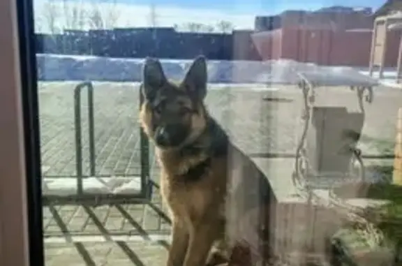 Потерянные животные Минусинск, фото: Пропала собака, улица Ленина, 150, Минусинск - немецкая овчарка по кличке Арчи