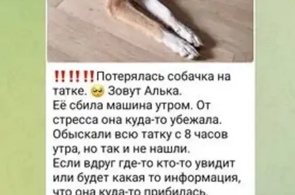 Пропала собака, женский пол, Октябрьский мост, Красноярск - photo