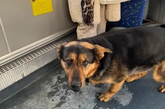 Найдена собака, Пенза, фото: Найдена собака, улица Куйбышева, Пензенский городской округ - ошейник виден на фото