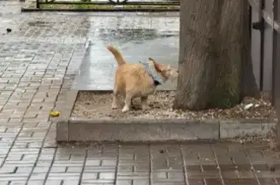 Найдена собака, Сочи, фото: Найдена собака, мужской пол, улица Ленина, 52, Сочи - с ошейником и банданой