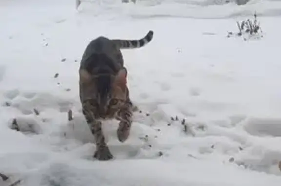 Пропал кот, Барыш, Ульяновская область - ушёл гулять в 10.30 и не вернулся - photo