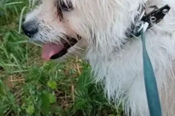 Пропала собака, улица Горького, 21, Ангарск - светлая с подпалинами - photo