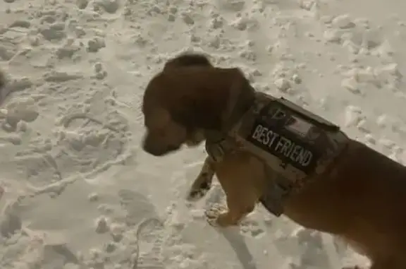 Найдена собака, Ростов-на-Дону, фото: Найден собака, мужской, улица Жданова, Ростов-на-Дону