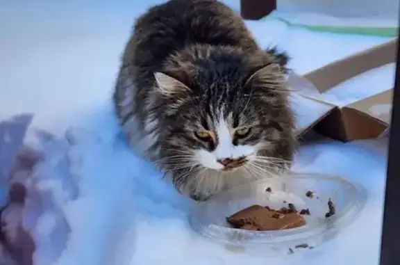 Найдена кошка, Ростов-на-Дону, фото: Найдена кошка, улица Богданова, 77, Ростов-на-Дону - пушистая с пятнышком на мордочке