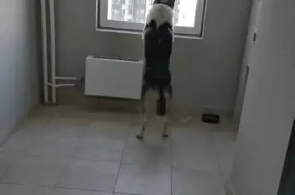 Найдена собака, Домодедово, фото: Найден собака, улица Современников, 6, Домодедово