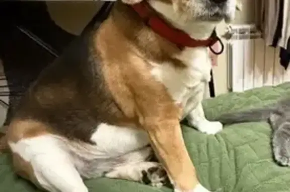 Пропала собака, Насыпная улица, Оренбург - бигль в красном ошейнике - photo