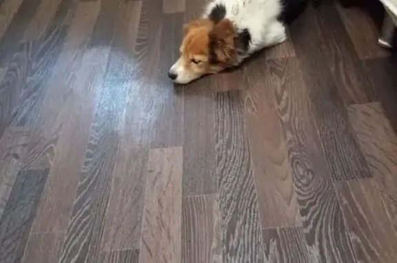 Найдена собака, Тюмень, фото: Найдена собака, Ткацкий проезд, Тюмень - голова рыжая, туловище белое с черными пятнами