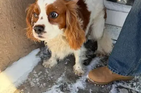 Найдена собака, Санкт-Петербург, фото: Найден собака, мужской, улица Ленсовета, Санкт-Петербург