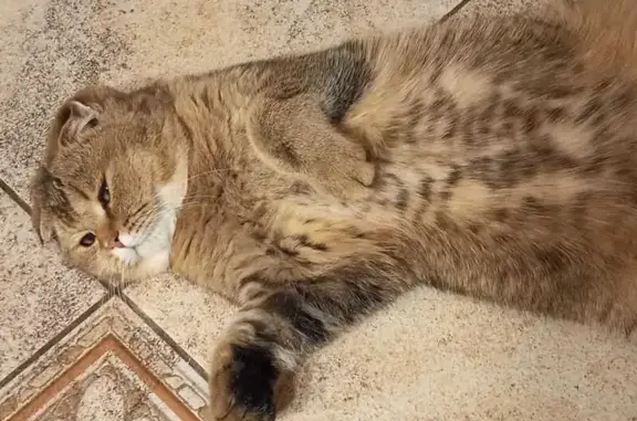 Пропал кот, аллея Роз, 13, Высокогорское - photo