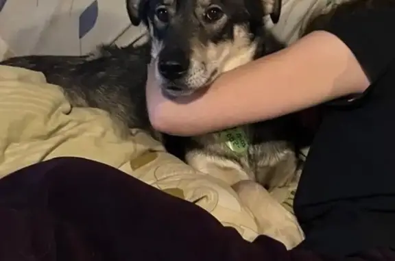 Пропала собака, женский пол, ул. Полуостровная, Васкелово - photo