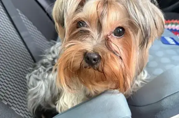 Пропала собака, улица 60-летия Белгородской области, Ракитное - йоркширский терьер - photo