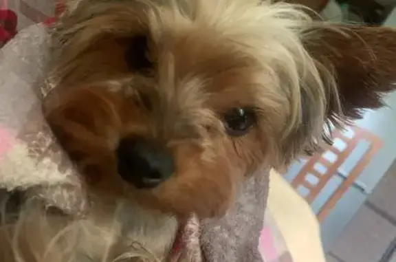 Пропала собака, женский пол, улица Лебедева-Кумача, 65/9, Саратов - photo