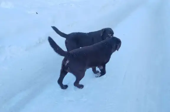 Найденные животные Орехово-Зуево, фото: Найден собака, улица Стрелки, 14, Орехово-Зуево - два шоколадных лабрадора