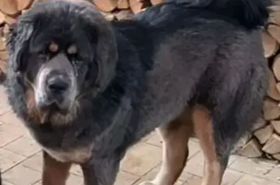 Пропала собака, девочка, Центральная улица, Островское сельское поселение - тибетский мастиф - photo