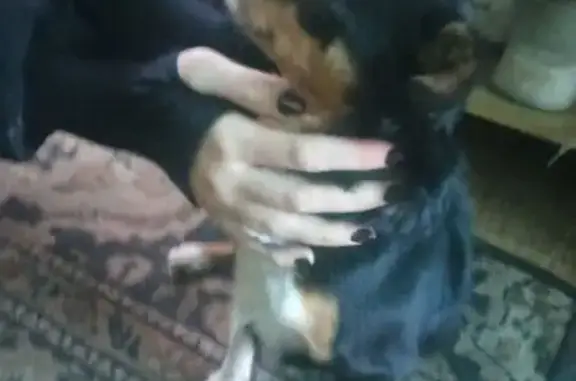 Найдена собака, Георгиевск, фото: Найдена собака, Мельничная улица, 10, Георгиевск - маленькая чихуахуа