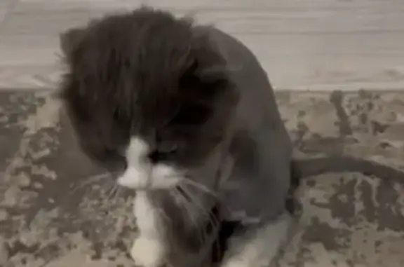 Пропал кот, Спартаковская улица, 25/27, Самара - серо-белый окрас - photo