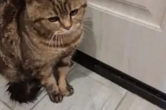 Найдена кошка, Краснодар, фото: Найден кот, улица им. Адмирала Крузенштерна, 6 к1, Краснодар - мраморный окрас, похож на шотландскую прямоухую