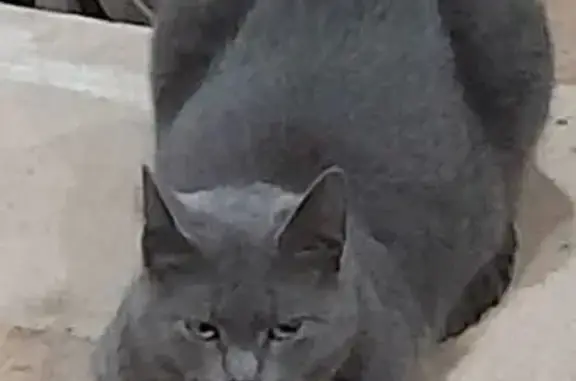 Найденные животные Санкт-Петербург, фото: Найдена кошка, проспект Луначарского, 66 к1, Санкт-Петербург - серая с белым пятнышком на груди