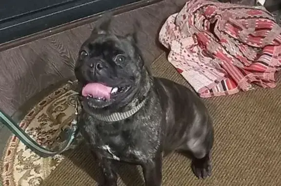 Найденные животные Калач-на-Дону, фото: Найден собака, улица 65-й Армии, 2, Калач-на-Дону - французский бульдог или помесь